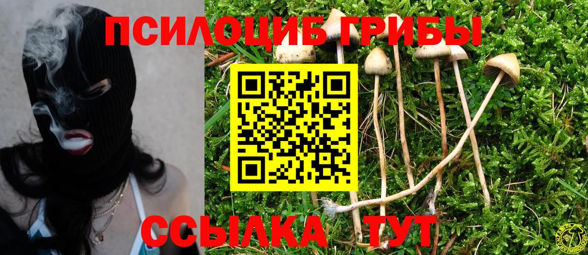Псилоцибиновые грибы Psilocybine cubensis Керчь